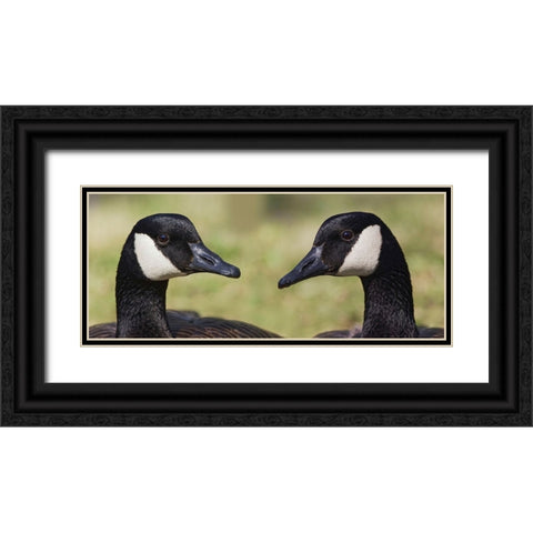 Canada geese-Kentucky Black Ornate Wood Framed Art Print with Double Matting by Jones, Adam