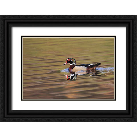 Wood duck drake-Kentucky Black Ornate Wood Framed Art Print with Double Matting by Jones, Adam