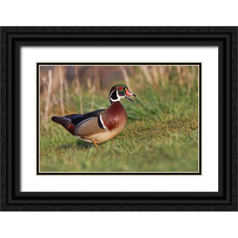 Wood duck drake-Kentucky Black Ornate Wood Framed Art Print with Double Matting by Jones, Adam
