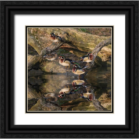 Male and female wood ducks-resting on fallen tree-Kentucky Black Ornate Wood Framed Art Print with Double Matting by Jones, Adam