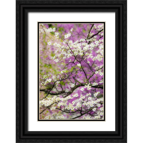 Flowering dogwood tree and distant Eastern redbud-Kentucky Black Ornate Wood Framed Art Print with Double Matting by Jones, Adam