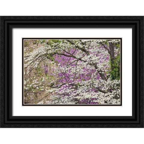 Flowering dogwood tree and distant Eastern redbud-Kentucky Black Ornate Wood Framed Art Print with Double Matting by Jones, Adam