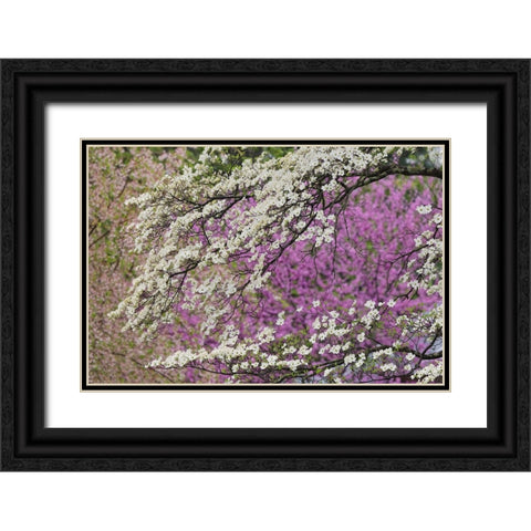 Flowering dogwood tree and distant Eastern redbud-Kentucky Black Ornate Wood Framed Art Print with Double Matting by Jones, Adam