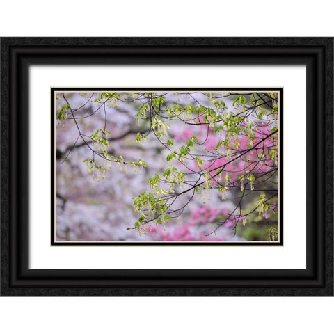 Red maple with whirlybird seeds-Kentucky Black Ornate Wood Framed Art Print with Double Matting by Jones, Adam