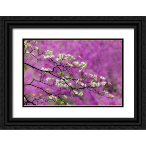 Soft focus view of flowering dogwood tree and distant Eastern redbud-Kentucky Black Ornate Wood Framed Art Print with Double Matting by Jones, Adam