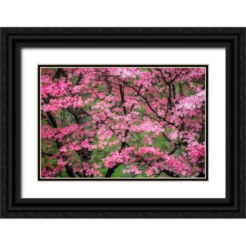 Soft focus view of large pink flowering dogwood tree in full bloom-Kentucky Black Ornate Wood Framed Art Print with Double Matting by Jones, Adam