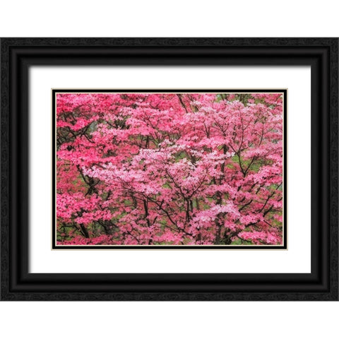 Soft focus view of large pink flowering dogwood tree in full bloom-Kentucky Black Ornate Wood Framed Art Print with Double Matting by Jones, Adam