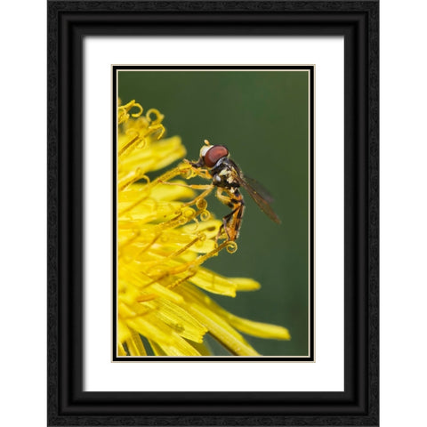 Hover fly on yellow dandelion flower-Kentucky Black Ornate Wood Framed Art Print with Double Matting by Jones, Adam