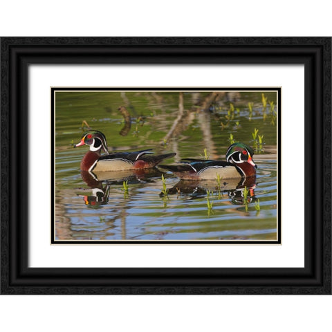 Male wood ducks-Kentucky Black Ornate Wood Framed Art Print with Double Matting by Jones, Adam