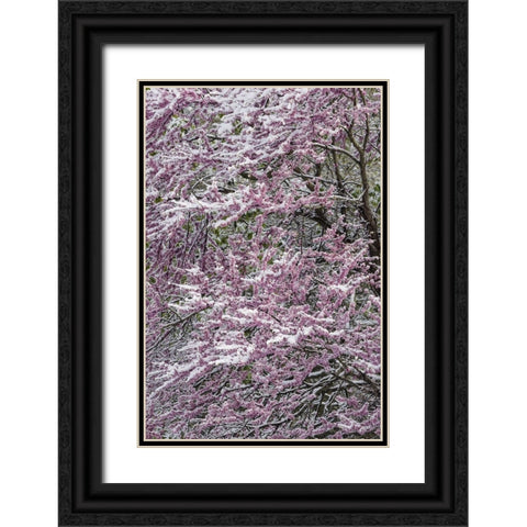 Light snow on Eastern redbud tree in early spring-Louisville-Kentucky Black Ornate Wood Framed Art Print with Double Matting by Jones, Adam
