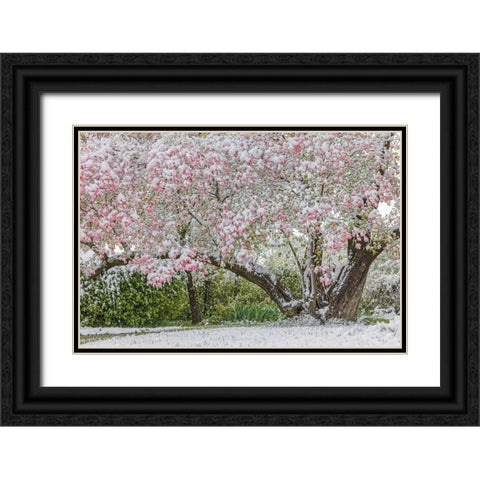 Light snow on pink dogwood tree in early spring-Louisville-Kentucky Black Ornate Wood Framed Art Print with Double Matting by Jones, Adam