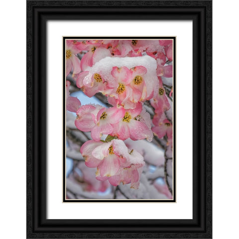 Light snow on pink dogwood tree in early spring-Louisville-Kentucky Black Ornate Wood Framed Art Print with Double Matting by Jones, Adam