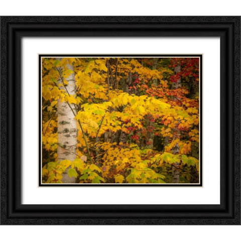 USA-Maine-Acadia National Park Autumn colors in forest Black Ornate Wood Framed Art Print with Double Matting by Jaynes Gallery