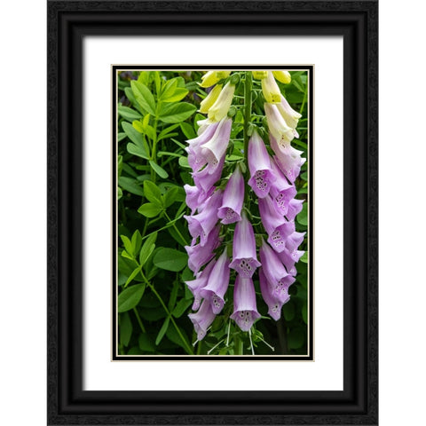 Foxglove in Somesville-Maine-USA Black Ornate Wood Framed Art Print with Double Matting by Haney, Chuck