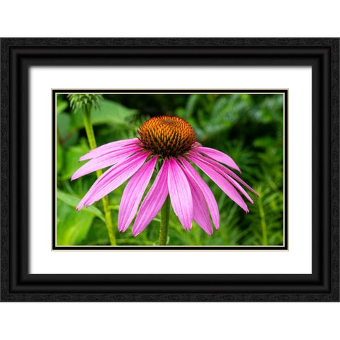 Boothbay Harbor-Maine-USA Coastal Maine Botanical Garden Black Ornate Wood Framed Art Print with Double Matting by Horton, Janet