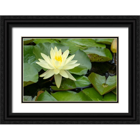 Boothbay Harbor-Maine-USA Coastal Maine Botanical Gardens Yellow Water Lily (Nymphea Mexicana) Black Ornate Wood Framed Art Print with Double Matting by Horton, Janet