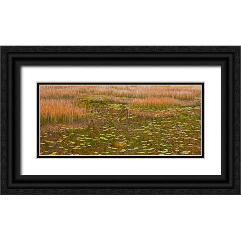 USA-New England-Maine-Mt-Desert Island-Acadia National park with lily pads in small pond with golde Black Ornate Wood Framed Art Print with Double Matting by Gulin, Sylvia