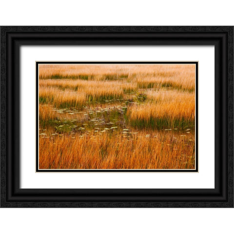 USA-New England-Maine-Mt-Desert Island-Acadia National park with lily pads in small pond with golde Black Ornate Wood Framed Art Print with Double Matting by Gulin, Sylvia
