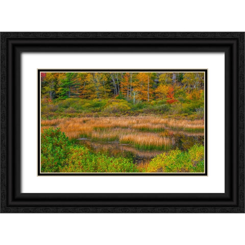 USA-New England-Maine-Mt-Desert Island-Acadia National park with lily pads in small pond with golde Black Ornate Wood Framed Art Print with Double Matting by Gulin, Sylvia