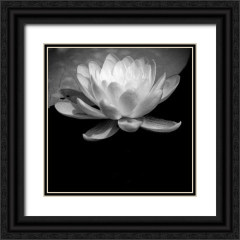 USA-Minnesota-La Salle Lake State Recration Area-La Salle Creek-Water Lilly Black Ornate Wood Framed Art Print with Double Matting by Hawkins, Peter