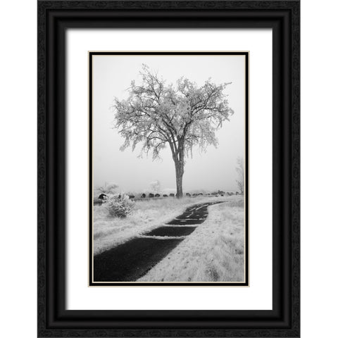 USA-Minnesota-Duluth-Park Point-Boardwalk over Dunes Black Ornate Wood Framed Art Print with Double Matting by Hawkins, Peter