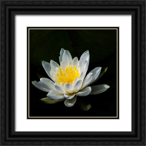 USA-Minnesota-La Salle Lake State Recration Area-La Salle Creek-Water Lilly Black Ornate Wood Framed Art Print with Double Matting by Hawkins, Peter