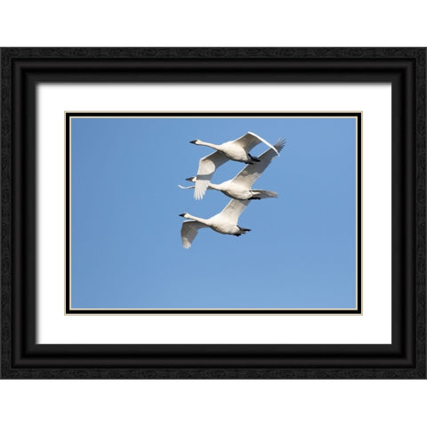 Trumpeter Swans-Cygnus buccinator-in flight Riverlands Migratory Bird Sanctuary-West Alton-Missouri Black Ornate Wood Framed Art Print with Double Matting by Day, Richard and Susan