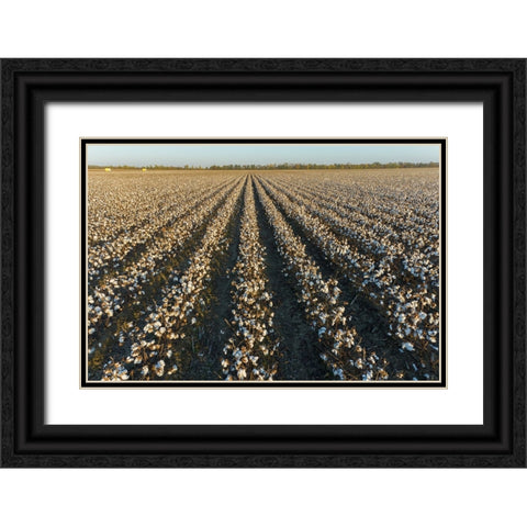 Cotton field at sunset-Stoddard County-Missouri Black Ornate Wood Framed Art Print with Double Matting by Day, Richard and Susan