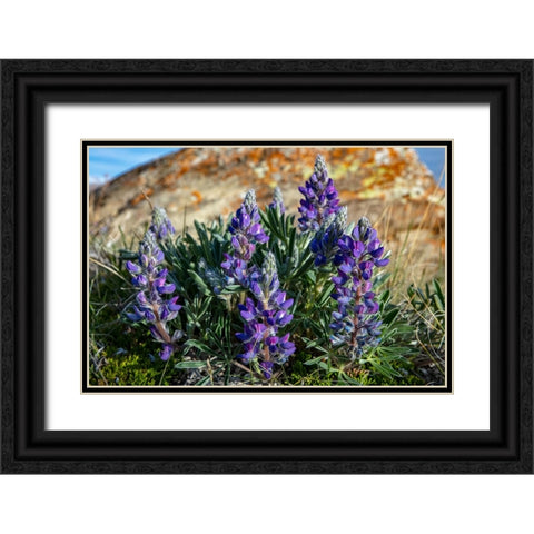 Lupine wildflowers along the Rocky Mountain Front near Choteau-Montana-USA Black Ornate Wood Framed Art Print with Double Matting by Haney, Chuck