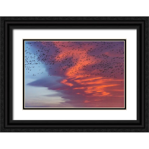 Snow geese lift off with dramatic lenticular cloud sunrise sky during spring migration at Freezeout Black Ornate Wood Framed Art Print with Double Matting by Haney, Chuck