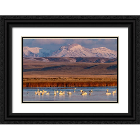 Tundra Swans with Ear Mountain in background during spring migration at Freezeout Lake Wildlife Man Black Ornate Wood Framed Art Print with Double Matting by Haney, Chuck