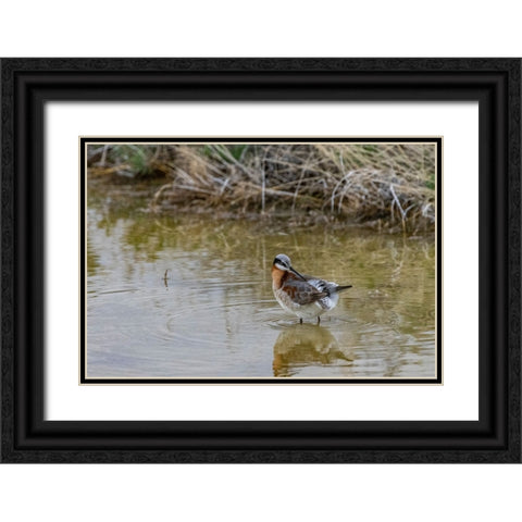 Wilsons Phalarope at Freezeout Lake Wildlife Management Area near Fairfield-Montana-USA Black Ornate Wood Framed Art Print with Double Matting by Haney, Chuck