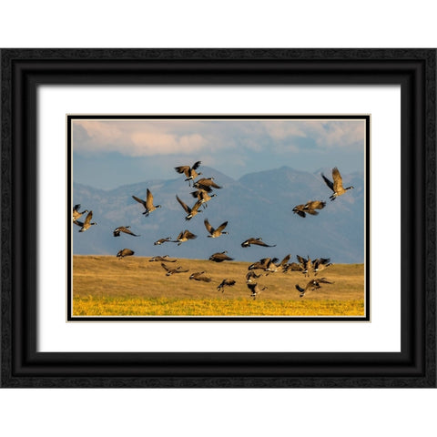 Canada geese take off for flight in the Flathead Valley-Montana-USA Black Ornate Wood Framed Art Print with Double Matting by Haney, Chuck