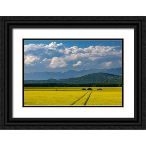 Flowering canola in the Flathead Valley-Montana-USA Black Ornate Wood Framed Art Print with Double Matting by Haney, Chuck
