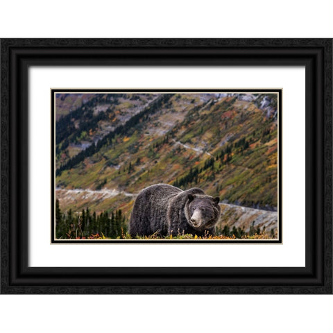 Grizzly bear along Going-to-the-Sun Road in Glacier National Park-Montana-USA Black Ornate Wood Framed Art Print with Double Matting by Haney, Chuck