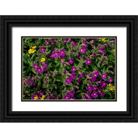 Lewis Monkeyflowers and Arnica Wildflowers in Glacier National Park-Montana-USA Black Ornate Wood Framed Art Print with Double Matting by Haney, Chuck