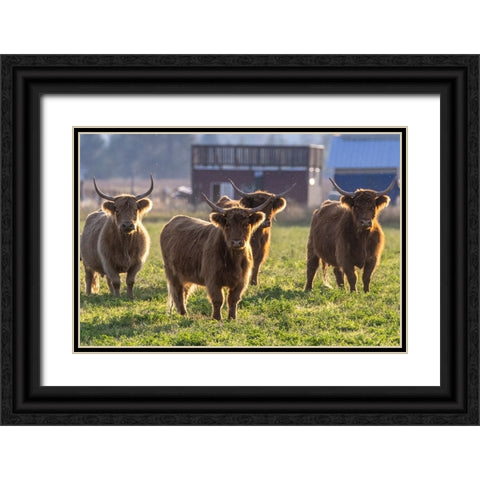 Highland cattle in the Flathead Valley-Montana-USA Black Ornate Wood Framed Art Print with Double Matting by Haney, Chuck