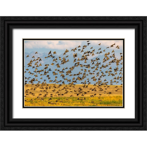 Huge flock of European starlings take flight in the Flathead Valley-Montana-USA Black Ornate Wood Framed Art Print with Double Matting by Haney, Chuck
