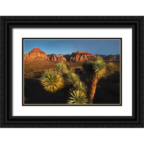 Joshua tree-Yucca brevifolia and sunset on red rocks-Valley of Fire State Park-Nevada Black Ornate Wood Framed Art Print with Double Matting by Jones, Adam