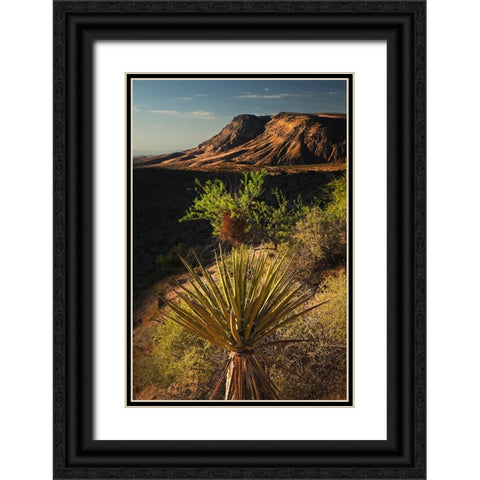 Joshua tree-Yucca brevifolia and sunset on red rocks-Valley of Fire State Park-Nevada Black Ornate Wood Framed Art Print with Double Matting by Jones, Adam
