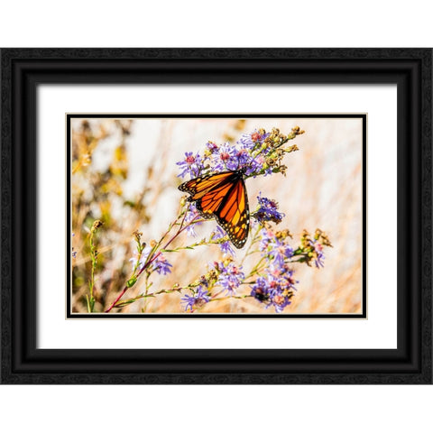 USA-New Hampshire-Bretton Woods-Omni Mount Washington Resort porch-monarch butterfly on aster Black Ornate Wood Framed Art Print with Double Matting by Jones, Allison