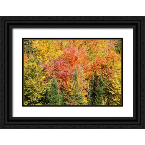 USA-New Hampshire-fall foliage Bretton Woods at base of Mount Washington Black Ornate Wood Framed Art Print with Double Matting by Jones, Allison