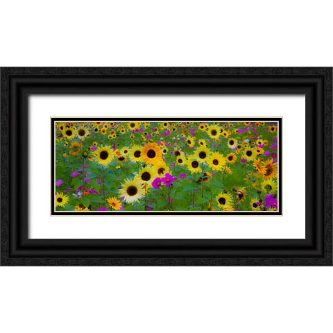 USA-New Hampshire meridian planted with sunflowers and cosmos flowers along Interstate 95 Black Ornate Wood Framed Art Print with Double Matting by Gulin, Sylvia
