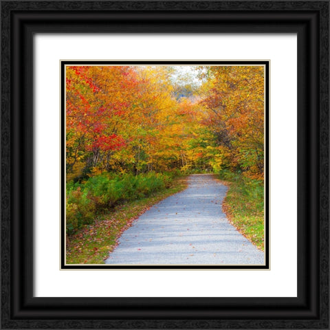 USA-New Hampshire-Franconia-one lane roadway with fallen Autumn leaves and lined with Fall colored  Black Ornate Wood Framed Art Print with Double Matting by Gulin, Sylvia