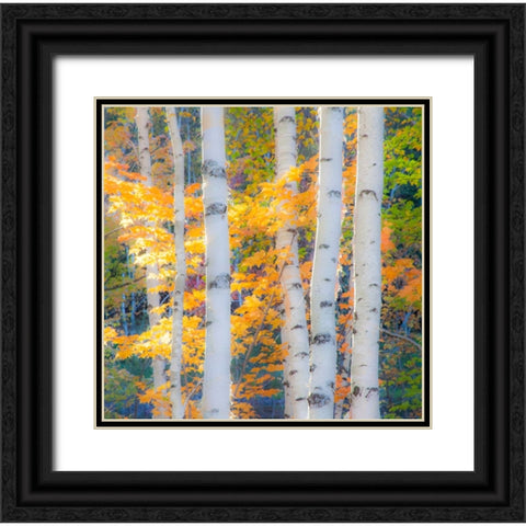 USA-New Hampshire-Franconia-Autumn Colors surrounding group of White Birch tree trunks Black Ornate Wood Framed Art Print with Double Matting by Gulin, Sylvia