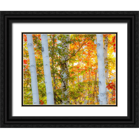 USA-New Hampshire-Franconia-Autumn Colors surrounding group of White Birch tree trunks Black Ornate Wood Framed Art Print with Double Matting by Gulin, Sylvia