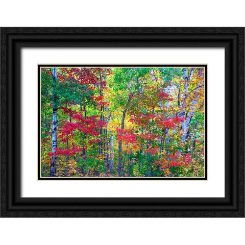 USA-New Hampshire-Gorham-Fall colors with grove of White Birch and Maple trees Black Ornate Wood Framed Art Print with Double Matting by Gulin, Sylvia