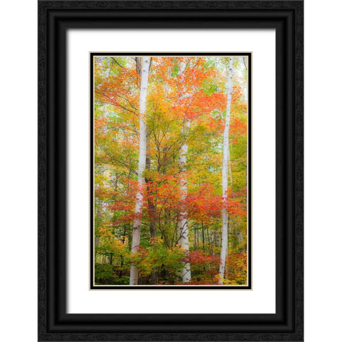 USA-New Hampshire-Gorham-White Birch tree trunks surrounded by Fall colors from Maple-Beech and Bir Black Ornate Wood Framed Art Print with Double Matting by Gulin, Sylvia