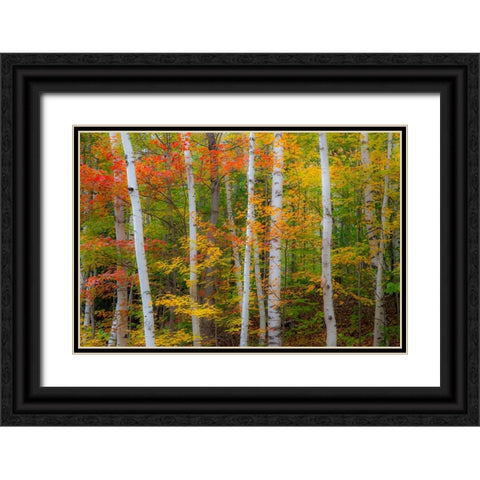 USA-New Hampshire-Gorham-White Birch tree trunks surrounded by Fall colors from Maple-Beech and Bir Black Ornate Wood Framed Art Print with Double Matting by Gulin, Sylvia