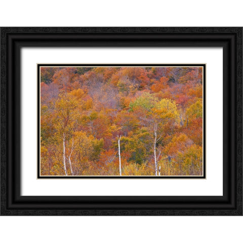 USA-New Hampshire-New England Fall colors on hillsides along highway 16 north of Jackson Black Ornate Wood Framed Art Print with Double Matting by Gulin, Sylvia